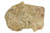 Exceptional, Fossil Phytosaur Scute - Arizona #113352-3